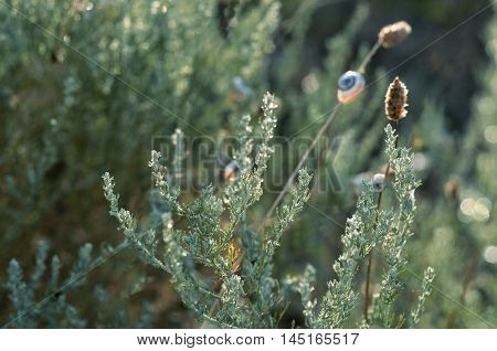 Wild meadow grass under morning sunlight. Autumn field with p small snails background. Sunny seasonal backdrop for your design