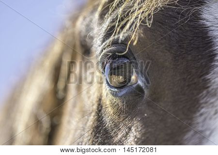Close up of the right eye of a horse with background out of focus