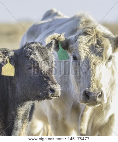 White cow and black calf looking at the camera lit from the right