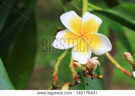 Plumeria flower Desert Rose. beautiful yellow  on the tree. or Impala Lily. ( Common name Apocynaceae Frangipani Pagoda tree Temple tree )