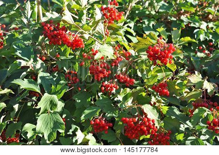 Some Ripe Viburnum On Branch