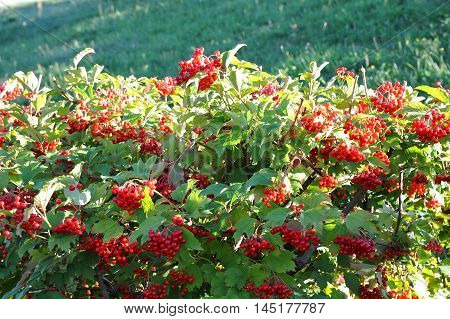Some Ripe Viburnum On Branch