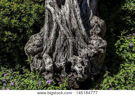 Rough old battered crooked tree stem surrounded with green bushes and purple flowers