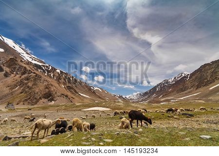 Sheep herding on mountain meadow in Ladakh