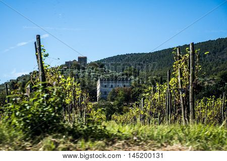 Wine yard in Italy Chianti Tuscany 3
