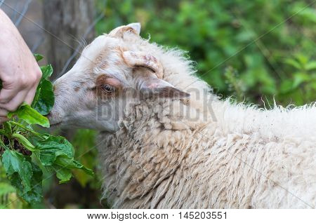 feeding a lamb, sheep, ram, fur, yard, farm