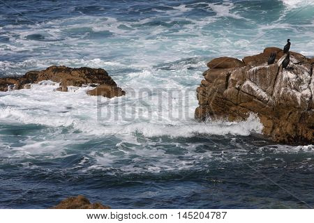 This is an image of rocks and birds of the coast of Asilomar State Preserve in Pacific Grove, California.
