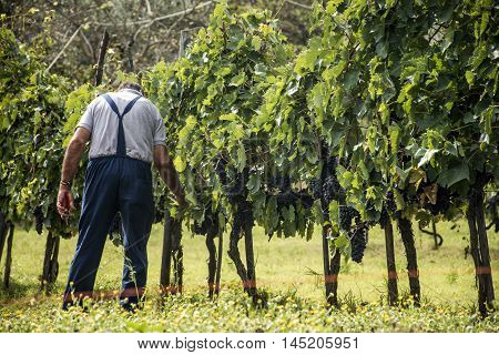 Chianti region Red Wine before harvest in Italy