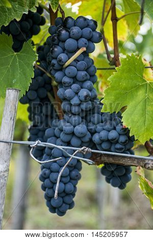Chianti region in Italy Red Wine grape before harvest