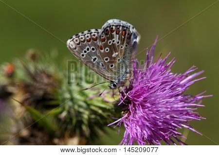 An Adonis blue butterfly (Polyommatus bellargus) on a thistle flower.