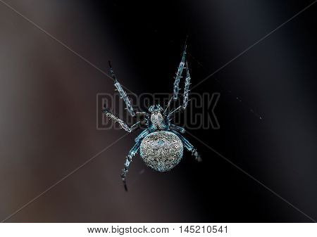 The spider waiting for prey to be web trapped.