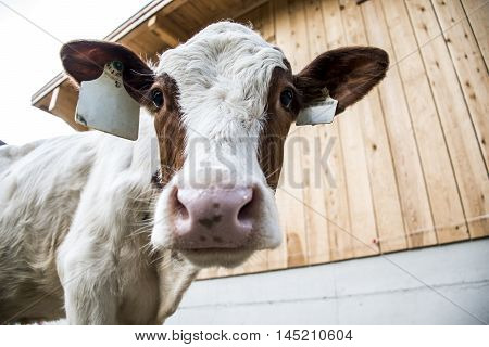 Cow looking funny inside the Camera  in Austria