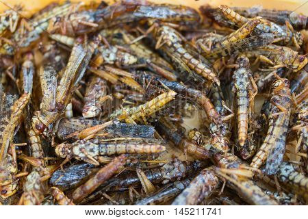 fried grasshoppers or locusts, edible insect, crispy