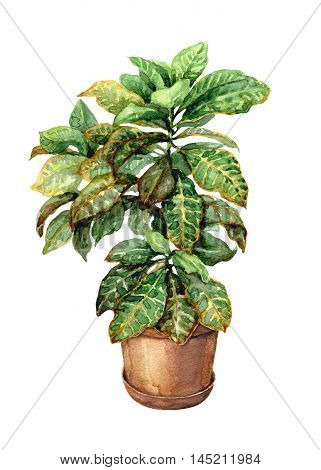 Hand drawn pot plant. Watercolor green croton in clay flowerpot isolated on white.