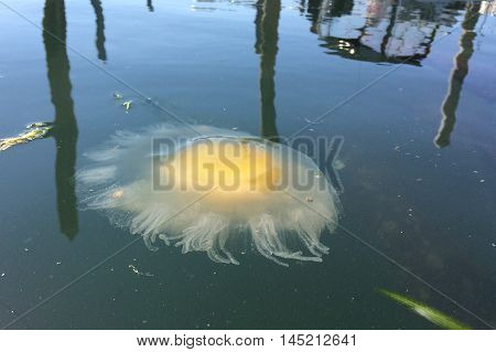An Egg-yolk Jellyfish (Phacellophora camtschatica) floating in Puget Sound
