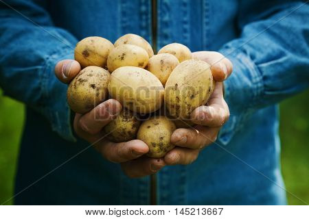 Farmer holding in hands the harvest of potatoes against green grass. Organic vegetables. Agriculture concept.