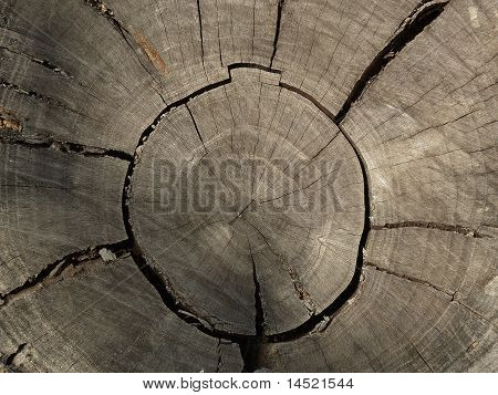 træstub