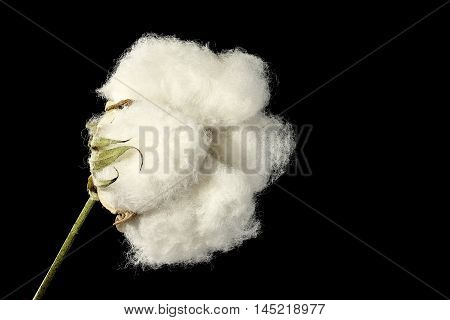 macro of cotton ball isolated on black background