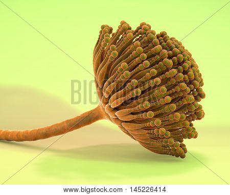 Fungi Aspergillus, black mold which produce aflatoxins and cause pulmonary infection aspergillosis, 3D illustration