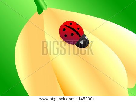 Coccinella