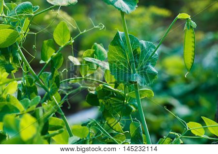 Ripe Pod Of Green Peas In Garden On Farm
