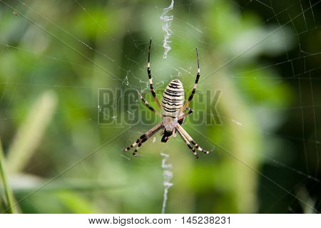 wasp spider sitting on a spider web on a green background.