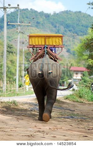 Elefant i Thailand