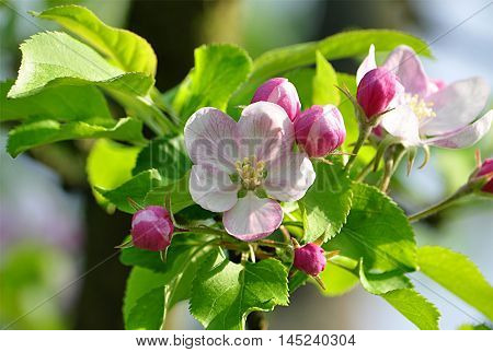 fruit tree blossomed in the spring in the set