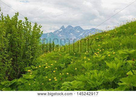 Alps mountains in the summer in flowers