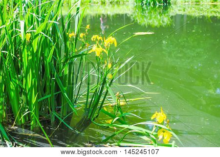 picturesque small green lake in St. Petersburg.
