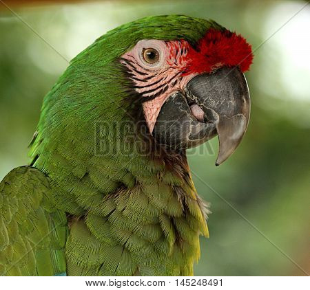 Portrait of a Military McCaw, which is  green parrot with a red patch of feathers just above the beak. They are called a Military McCaw, due to their predominantly green color, looking like a military parade uniform.