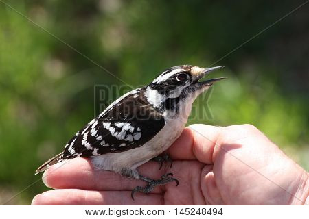 A female downy woodpecker sits on a woman's hand.