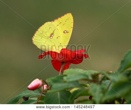 A bright yellow orange-barred sulphur butterfly drinking for a red impatiens flower on dark green background.