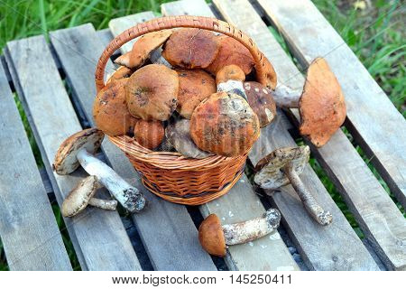 Still life with many edible mushrooms  in brown wicker basket on wooden table closeup wooden table. Top view outdoors against green grass