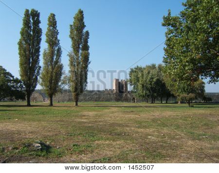 Kavak ağaçları