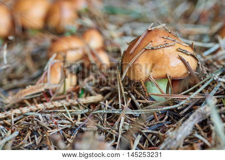 A group of edible forest mushrooms (Suillus luteus)