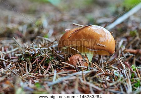 A group of edible forest mushrooms (Suillus luteus)