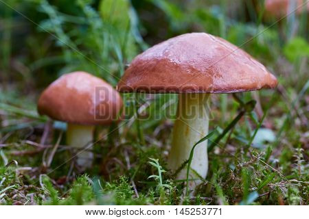 A group of edible forest mushrooms (Suillus luteus)