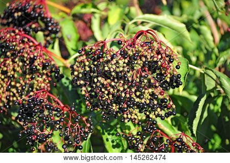 Some elderberry on branch against the leaves