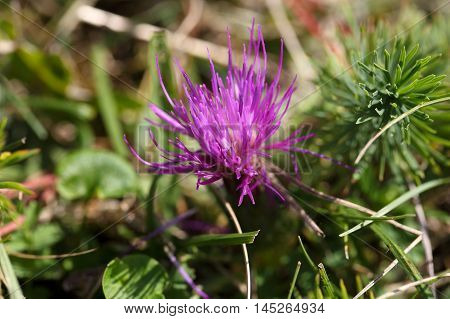 Flower of a dwarf thistle (Cirsium acaule) in a meadow.