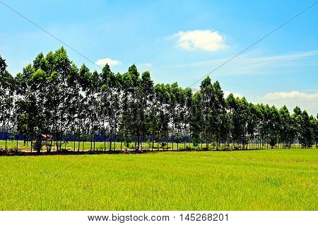 The field also has a deeper meaning behind the many.