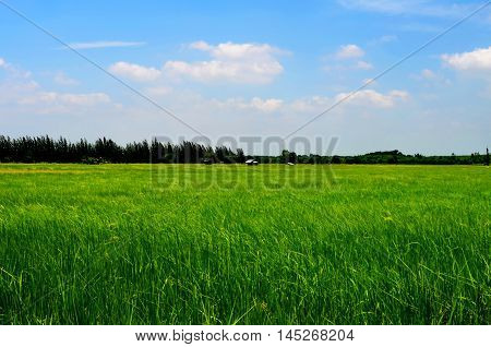 The field also has a deeper meaning behind the many.