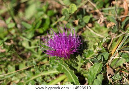 Flower of a dwarf thistle (Cirsium acaule) in a meadow.