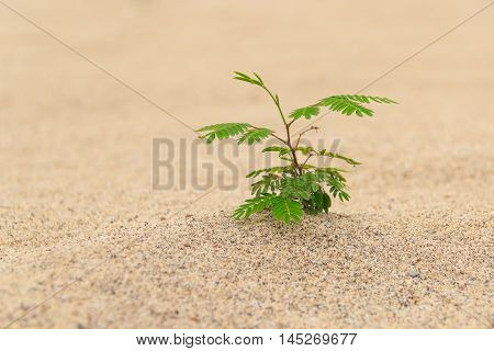Green Mimosa pucida on brown sand background