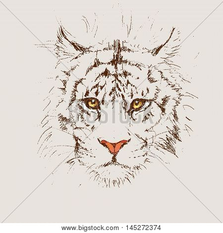 Adult Tiger Graphic, Icon, Vector