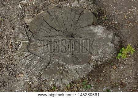 Tree trunk cross section on street