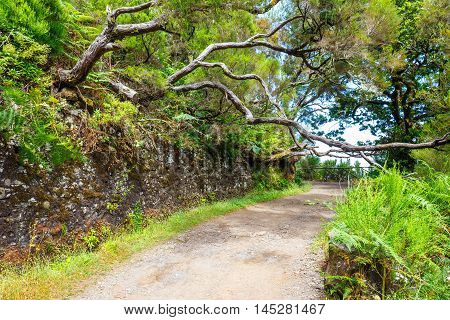 Laurel Forest And Irrigation Canal. Lewada Das 25 Fontes And Lewada Do Risco , Madeira Island, Portu