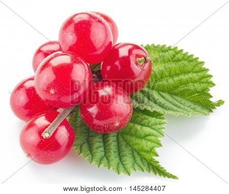 Nanking or felted cherry ftuits with leaves isolated on a white background.
