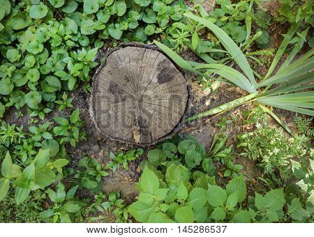 Tree trunk cross section on street