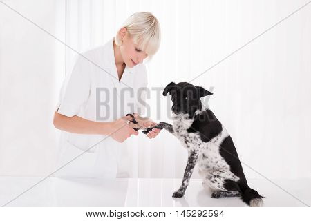 Young Female Vet Trimming Dog's Toenail In Clinic